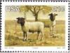 Colnect-873-673-Dorper-Sheep-Ovis-ammon-aries.jpg