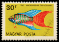 1438_fish_30.png