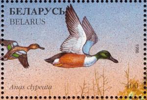 Colnect-1047-759-Northern-Shoveler-Spatula-clypeata.jpg