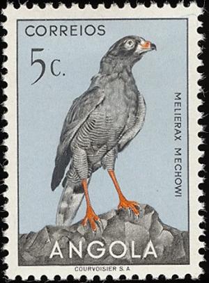 Colnect-1761-332-Dark-Chanting-Goshawk-Melierax-metabates-mechowi.jpg