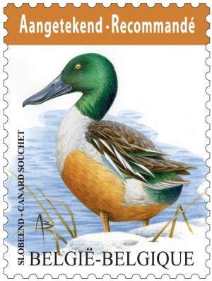 Colnect-2691-455-Northern-Shoveler-Spatula-clypeata.jpg