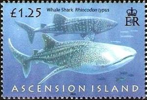 Colnect-2985-105-Whale-Shark-Rhyncodon-typus.jpg