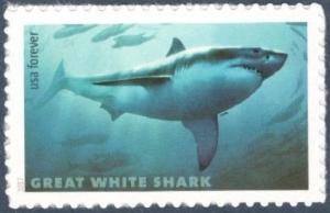 Colnect-4224-369-Great-White-Shark-Carcharodon-carcharias.jpg