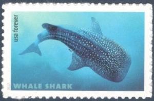 Colnect-4224-371-Whale-Shark-Rhincodon-typus.jpg