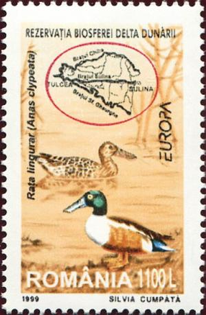 Colnect-4581-991-Northern-Shoveler-Spatula-clypeata.jpg