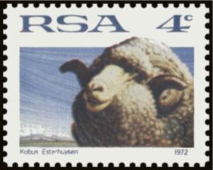 Colnect-6340-981-Merino-Sheep-Ovis-ammon-aries.jpg