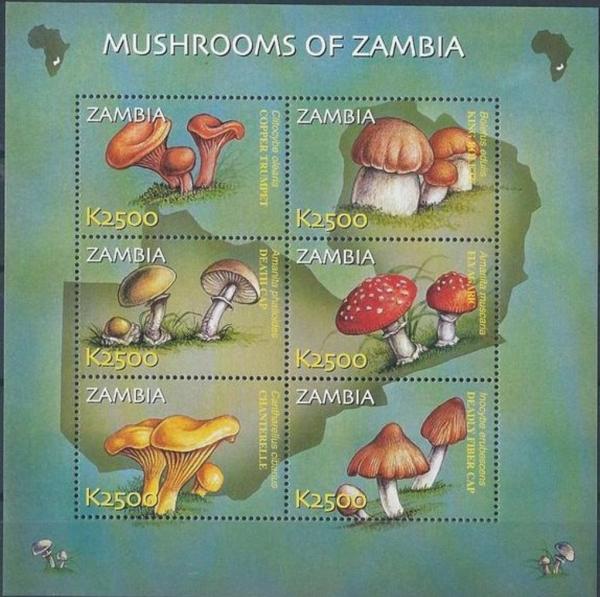 Colnect-4489-017-Mushrooms-of-Zambia.jpg