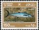 Colnect-1571-540-Narrow-barred-Spanish-Mackerel-Scomberomorus-commerson.jpg