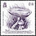 Colnect-4027-705-Psilocybe-cubensis.jpg