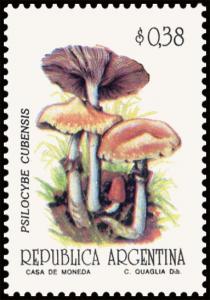 Colnect-5020-991-Psilocybe-cubernis.jpg