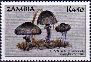 Colnect-4468-834-Psilocybe-stuntzii.jpg