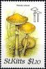 Colnect-2920-593-Psilocybe-cubensis.jpg