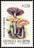 Colnect-5020-991-Psilocybe-cubernis.jpg