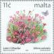 Colnect-131-489-Silene-colorata.jpg