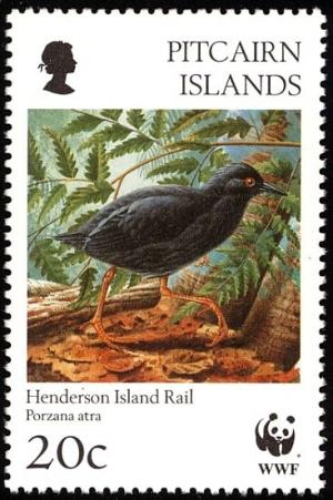 Colnect-2648-980-Henderson-Island-crake-Nesophylax-ater.jpg