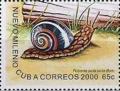 Colnect-2110-454-Cuban-Land-Snail-Polymita-picta-picta.jpg