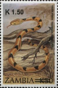 Colnect-3051-577-Eastern-Tiger-Snake-Telescopus-semiannulatus.jpg