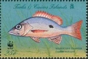 Colnect-1764-402-Mahogany-Snapper-Lutjanus-mahogoni.jpg