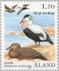 Colnect-160-697-Eider-Somateria-mollissima.jpg