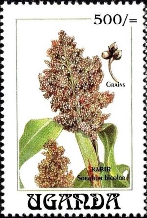 Colnect-6296-163-Sorghum-bicolor.jpg