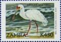 Colnect-488-967-African-Spoonbill-Platalea-alba.jpg