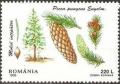 Colnect-754-856-Blue-Spruce-Picea-pungens.jpg