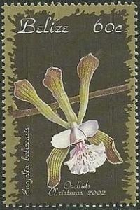 Colnect-1949-246-Encyclia-alata-subsp-virella-synEncyclia-belizensis.jpg