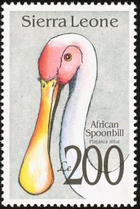 Colnect-1617-956-African-Spoonbill-Platalea-alba.jpg