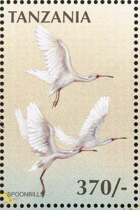 Colnect-3746-312-African-Spoonbill-Platalea-alba.jpg