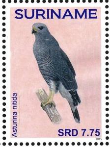 Colnect-3837-208-Grey-lined-Hawk-nbsp--nbsp--nbsp--nbsp-Buteo-nitidus.jpg