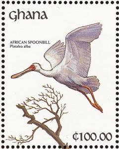 Colnect-1459-807-African-Spoonbill-Platalea-alba.jpg