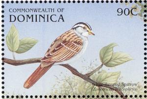 Colnect-5250-510-White-throated-Sparrow-Zonotrichia-albicollis.jpg