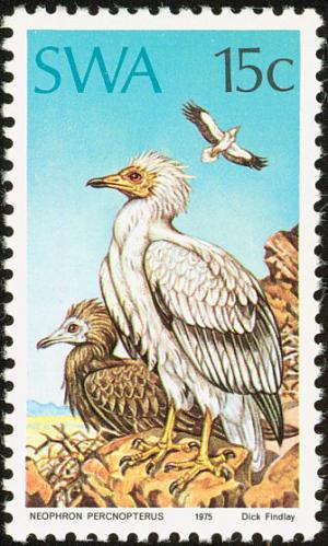 Egyptian-Vulture-nbsp--nbsp--nbsp--nbsp-Neophron-percnopterus.jpg