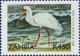 Colnect-488-967-African-Spoonbill-Platalea-alba.jpg