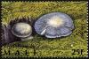 Colnect-2606-989-Western-Russula-Russula-occidentalis.jpg