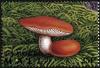 Colnect-2606-993-Firm-Russula-Russula-compacta.jpg