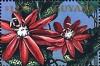 Colnect-3508-640-Passiflora-coccinea.jpg