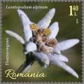 Colnect-6031-973-Edelweiss-Leontopodium-alpinum.jpg