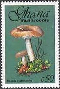 Colnect-2389-596-Russula-Cyanoxantha.jpg