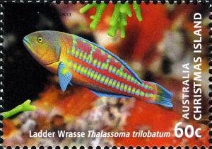 Colnect-2747-309-Ladder-Wrasse-Thalassoma-trilobatum-.jpg