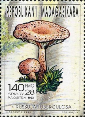 Colnect-3136-528-Russula-tuberculosa.jpg