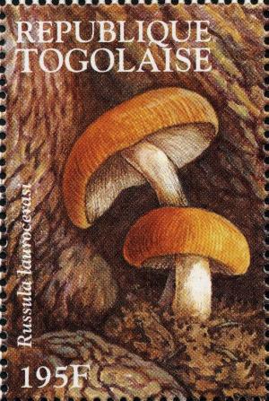 Colnect-3240-819-Russula-laurocerasi.jpg