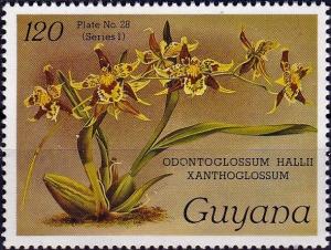 Colnect-4135-452-Odontoglossum-hallii-xanthoglossum.jpg