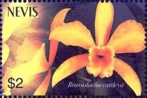 Colnect-5162-547-Brassolaelia-cattleya.jpg