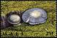 Colnect-2606-989-Western-Russula-Russula-occidentalis.jpg