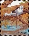 Colnect-1459-819-Black-winged-Stilt%C2%A0Himantopus-himantopus.jpg