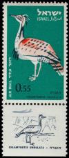 Colnect-2249-431-Houbara-Bustard-Chlamydotis-undulata.jpg