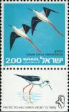 Colnect-2602-206-Black-winged-Stilt%C2%A0Himantopus-himantopus.jpg