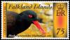 Colnect-2606-317-Blackish-Oystercatcher-Haematopus-ater.jpg