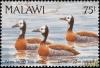 Colnect-3388-917-White-faced-Whistling-Duck-Dendrocygna-viduata.jpg